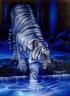 background: white tiger